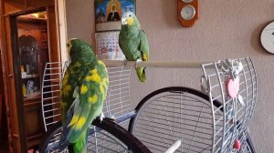 Попугаи амазоны в нашем доме.  Попугай амазон  говорит
