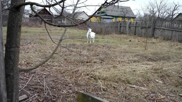 Как пасти козу. goat смотреть онлайн