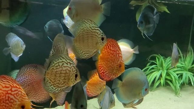 ?Наш аквариум с дискусами.Знакомство#дискусы#discus #аквариумныерыбки смотреть онлайн