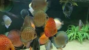 ?Наш аквариум с дискусами.Знакомство#дискусы#discus #аквариумныерыбки
