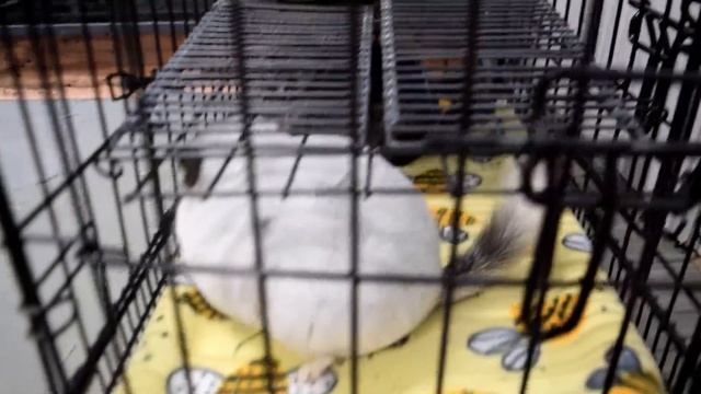 My Chinchillas Fight (gone wrong....) смотреть онлайн