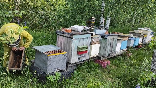 Роеловство. Залётный рой прилетел на дачу в ловушку. #Роеловство #пчеловодство? смотреть онлайн