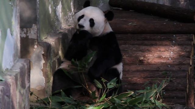 Гигантская панда. Шанхайский зоопарк смотреть онлайн