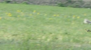 История освоения Алтая.