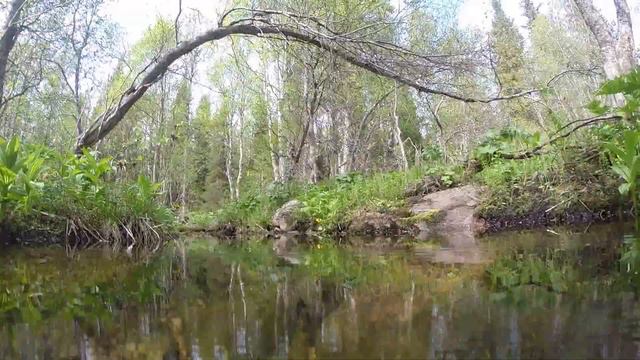 Чистота воды в реках Кольского полуострова смотреть онлайн