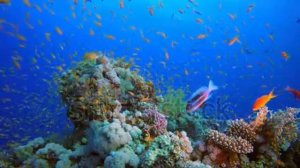 В океане Рыбы морей и океанов.