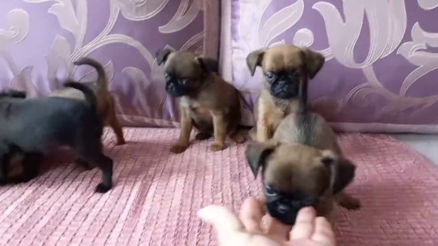 ЩЕНОЧКИ ПТИ БРАБАНСОНЧИКИ