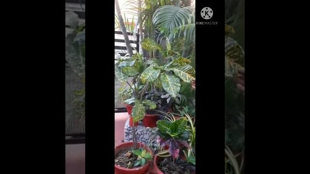 Best indoor plants,Shade loving plants. Croton Variety, Lipstick Aglonema,Philodendron,Caladium, смотреть онлайн