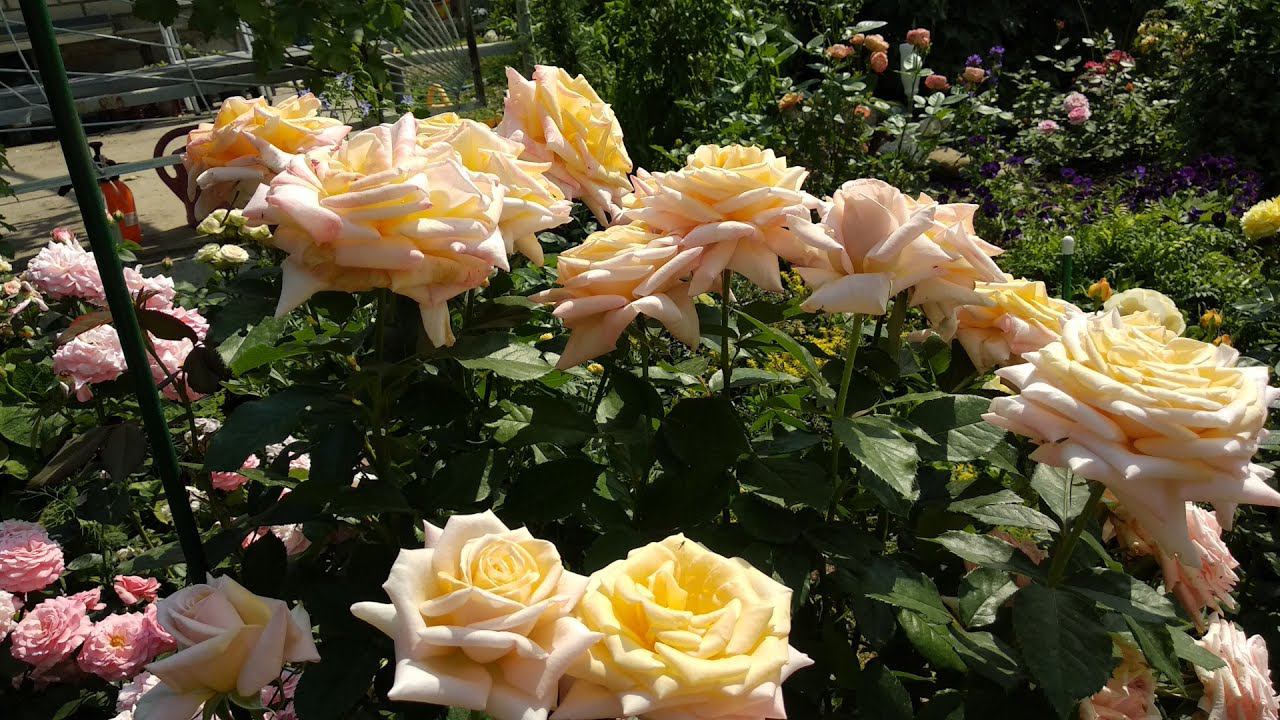 Розы. Кантри стиль. Горная терраса. смотреть онлайн