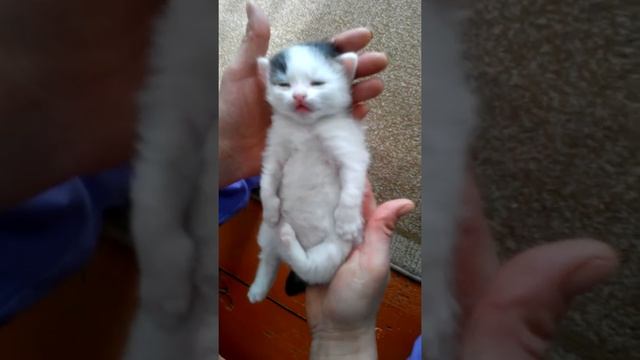 Котенку снится страшный сон смотреть онлайн