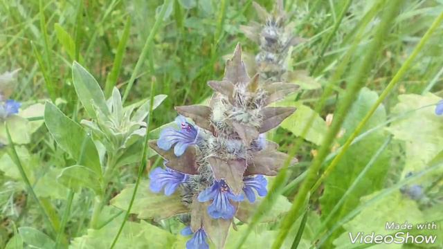 Цветы на лугу. Flowers in a meadow. смотреть онлайн