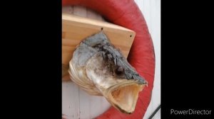 Как сделать чучело из головы Судака. Сушим голову Судака.