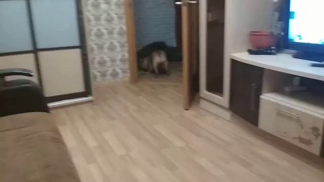 Дракон жив!!!! Кот даёт отпор!!!) смотреть онлайн