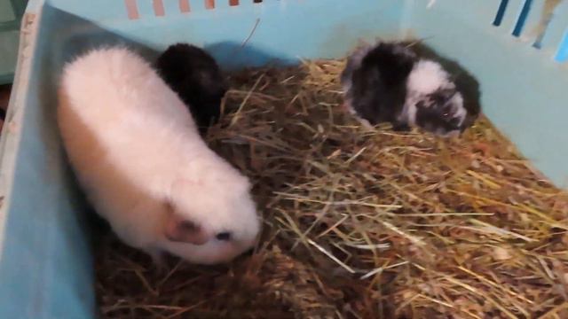 Вива готовит мне ПОДАРОК на 8 МАРТА ? 06.03.24 #американские_тедди_на_продажу #морскаясвинка