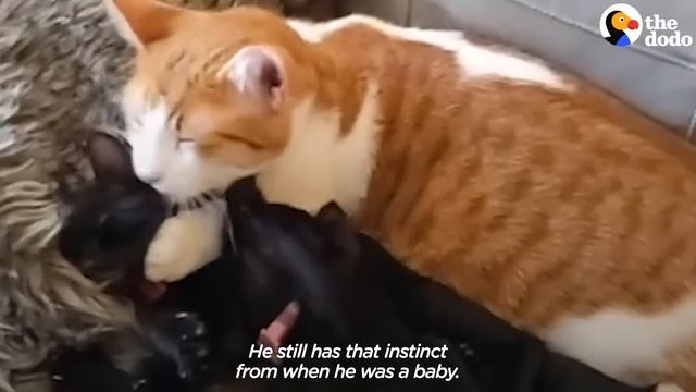 Cat Cares For His New Sister's Kittens After She Gives Birth | The Dodo смотреть онлайн
