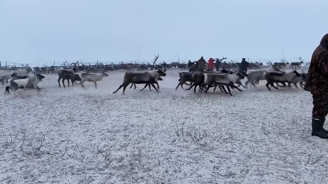 Оленье стадо в полторы тысячи голов смотреть онлайн