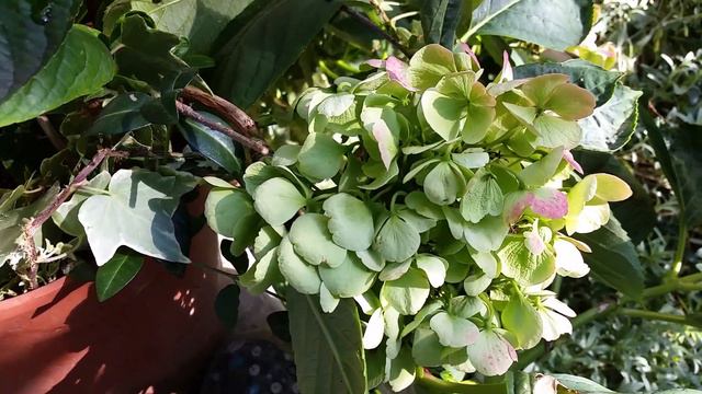 🌺 Beautiful Fire Light Hydrangeas Blooming Garden Tour 🌺 September смотреть онлайн