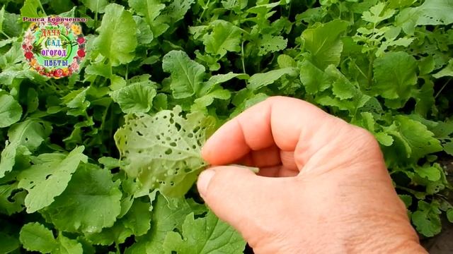 Мне такой сидерат не нужен! смотреть онлайн