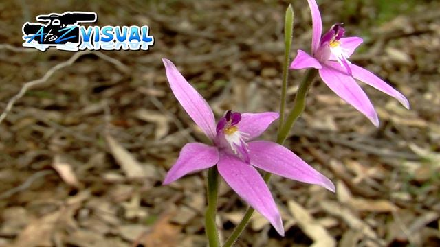 Pink Fairy Orchid смотреть онлайн