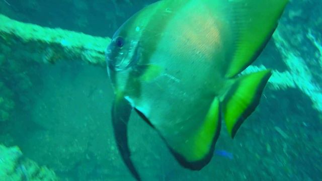 Рэк дайв Боонсунг | Симиланские острова, Таиланд смотреть онлайн