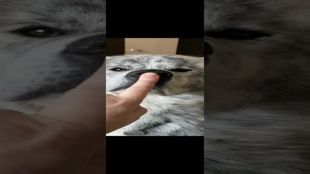 ЧПОНЬК? смотреть онлайн