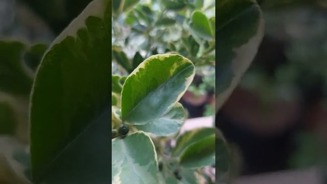 My successfully grafted variegated calamansi. смотреть онлайн