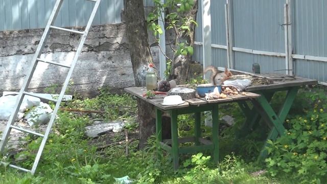 Мама белка моего бельчонка, My squirrel mom is a squirrel (съёмка на фотоаппарат SONY TX-20) смотреть онлайн