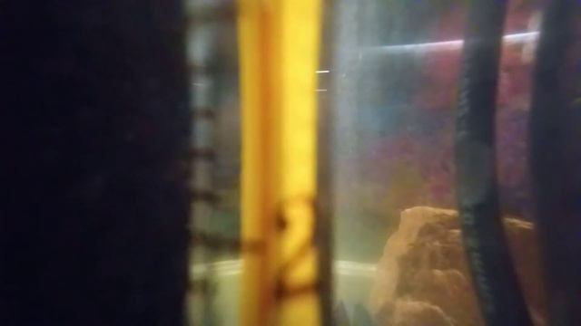 Моё домашнее животное смотреть онлайн