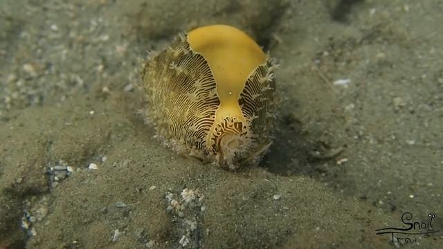 Cypraea Moneta - Money Cowry