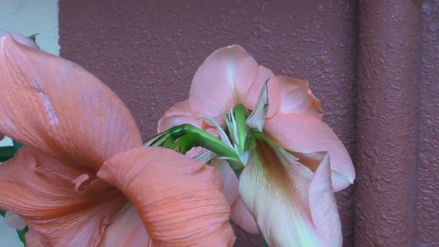 Hippeastrum Rilona смотреть онлайн