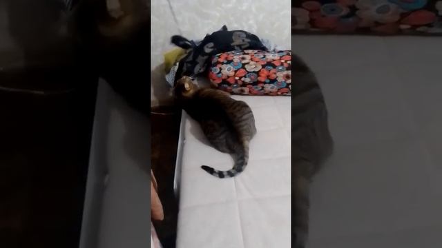 5 Минут про Моего Кота смотреть онлайн
