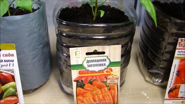 Рассада Петунии. Перевалка комнатных сладких перцев. смотреть онлайн