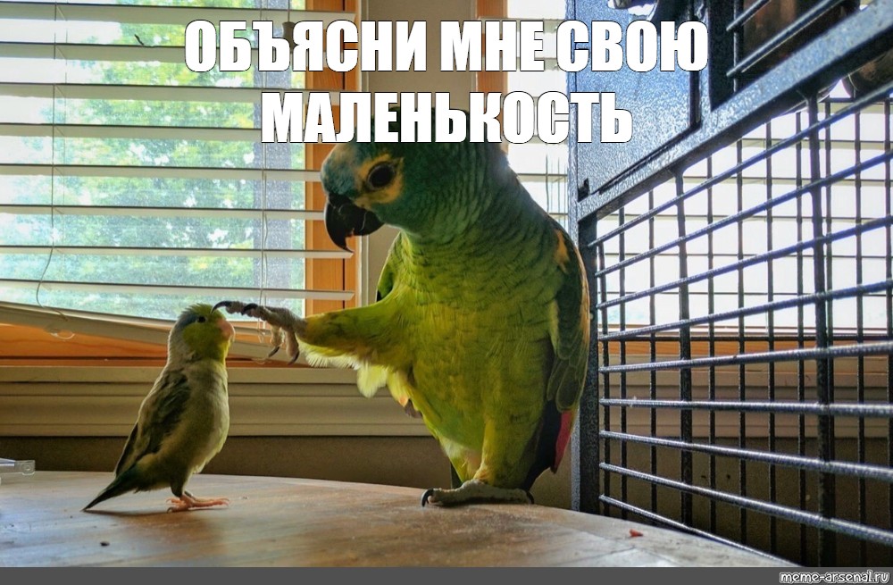 ТОП Самых умных и разговорчивых попугаев...ОБХОХОЧЕШЬСЯ... смотреть онлайн