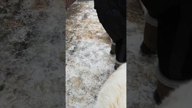 VID 20210105 122720 отдых на зимних каникулах смотреть онлайн