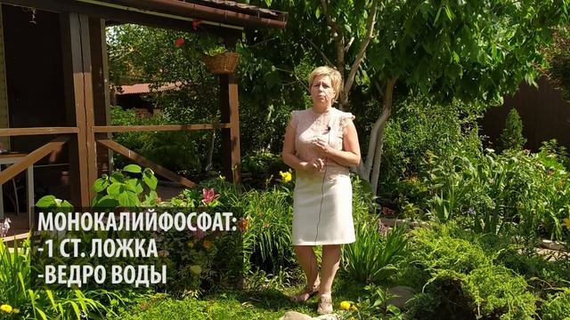 ЛИЛИИ ? Правильный уход после цветения / Садовый гид смотреть онлайн