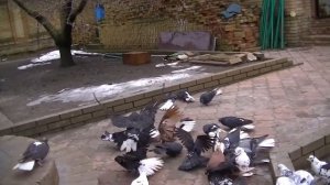 Голуби Вячеслава Невского, сокол и ястреб не дали полетать голубям  часть 1