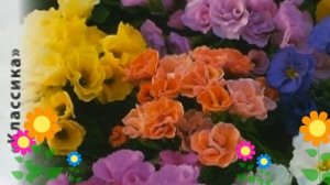 Примула обыкновенная (Рози). Краткий обзор, описание характеристик, где купить семена