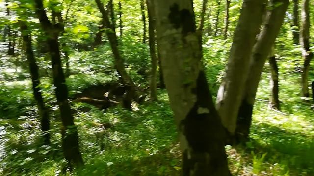 КОП 2019 КАК ВСЕГДА ОТЛИЧНЫЕ НАХОДКИ В ЛЕСУ смотреть онлайн