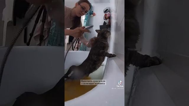 Как правильно мыть кошку смотреть онлайн