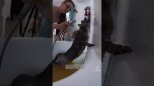 Как правильно мыть кошку