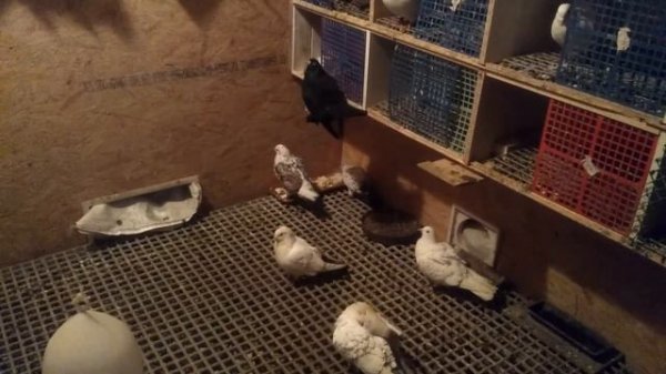 Началась паровка голубей