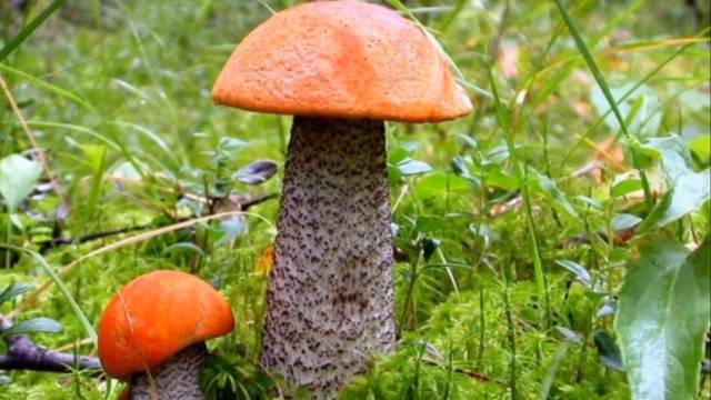 дома на Рублёвке