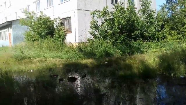 Омск, 25.07.2018. Во дворе дома по 21 Амурской поселились утки смотреть онлайн
