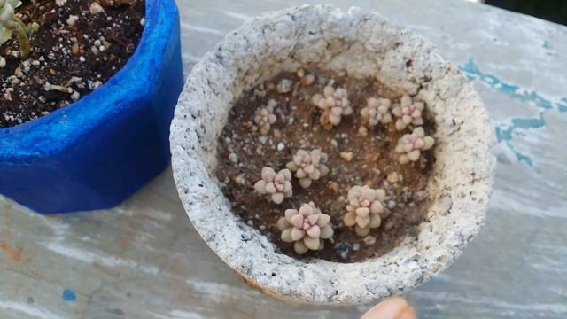 || GRAPTOPETALUM  MIRINAE VARIEGATED  ||