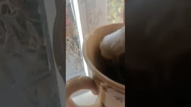 Новошахтинск. Графитовая пыль