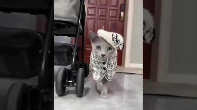 Когда нарядилась с утра и идешь ловить взгляды прохожих !!)))