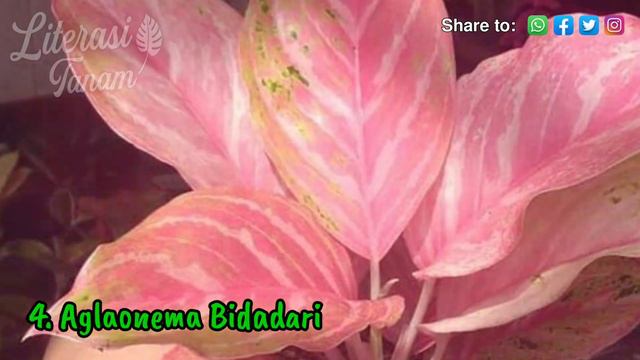 7 Jenis Aglaonema Yang Sedang Naik Daun Beserta Harganya – Tanaman Populer 2022 смотреть онлайн