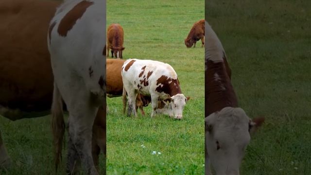 Cows. Pasture. Grass. Dairy cows. Bovine Ruminant.shorts/Коровы .Пастбище .Трава .Молочных Коров. смотреть онлайн