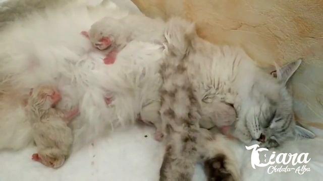 Рождение котят у Невской Маскарадной кошки Киары ( 64 день беременности ) смотреть онлайн