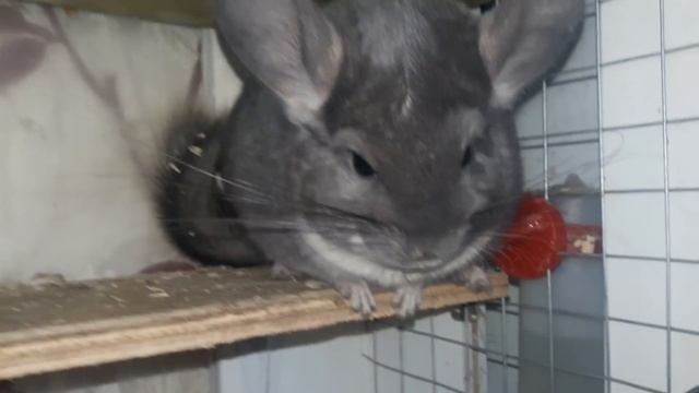 Что это за Зверек Шиншилла!Стоит ли ее приобретать смотреть онлайн